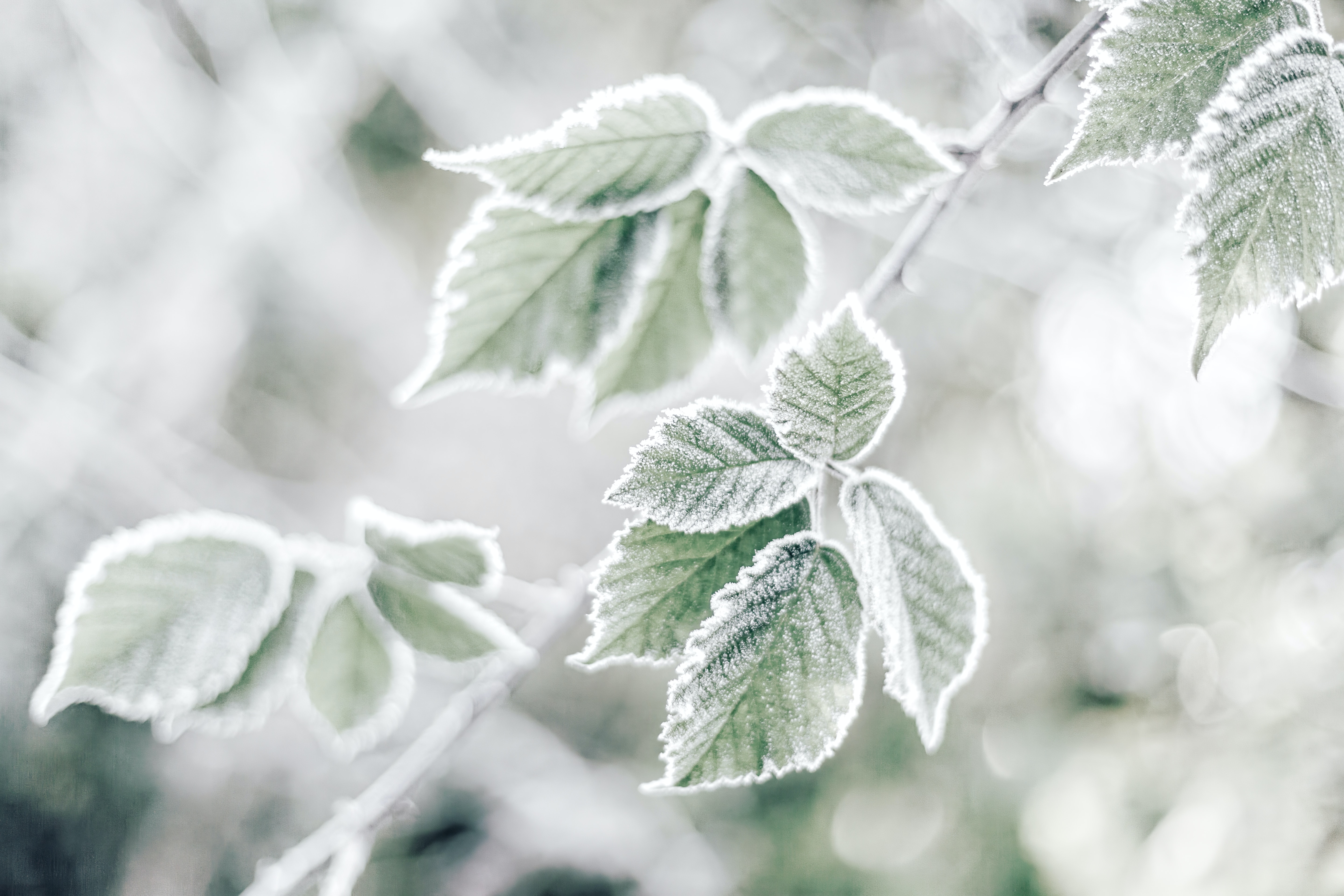 Nature Frost HD Wallpaper | Background Image