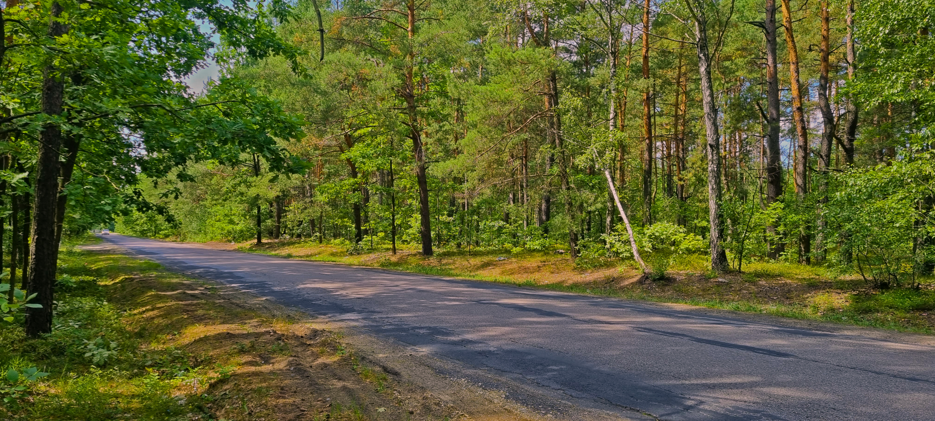 HD PC desktop wallpaper showing a winding road through a lush green forest with tall trees and vibrant grass under a clear sky.