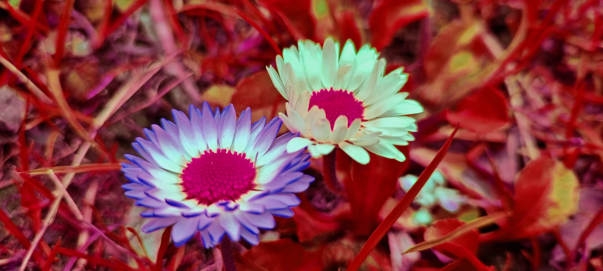 Close-up of two purple-and-white flowers amid red grass and foliage, nature scene — 2K Quad HD PC desktop wallpaper