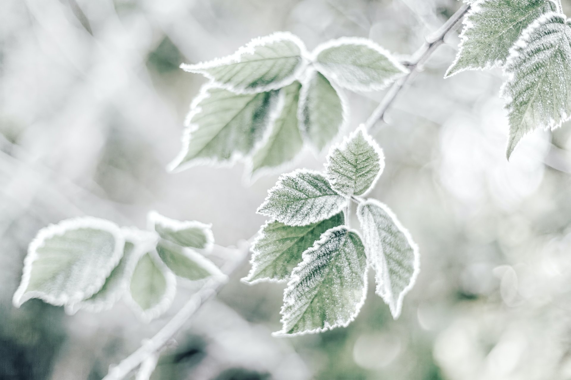 Download Nature Frost Leaf 4k Ultra HD Wallpaper by Natalie Kinnear