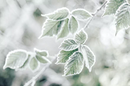 nature frost leaf HD Desktop Wallpaper | Background Image