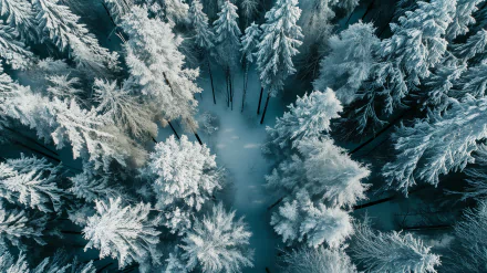 Aerial view of a dense snowy forest in winter, available as a high-definition desktop wallpaper and background.