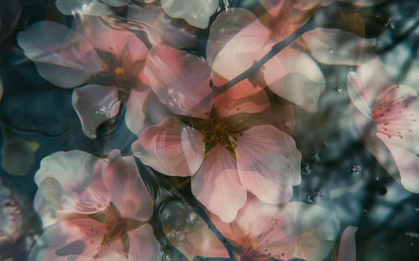 HD wallpaper of delicate pink flowers submerged underwater with bubbles, creating a serene and artistic background.