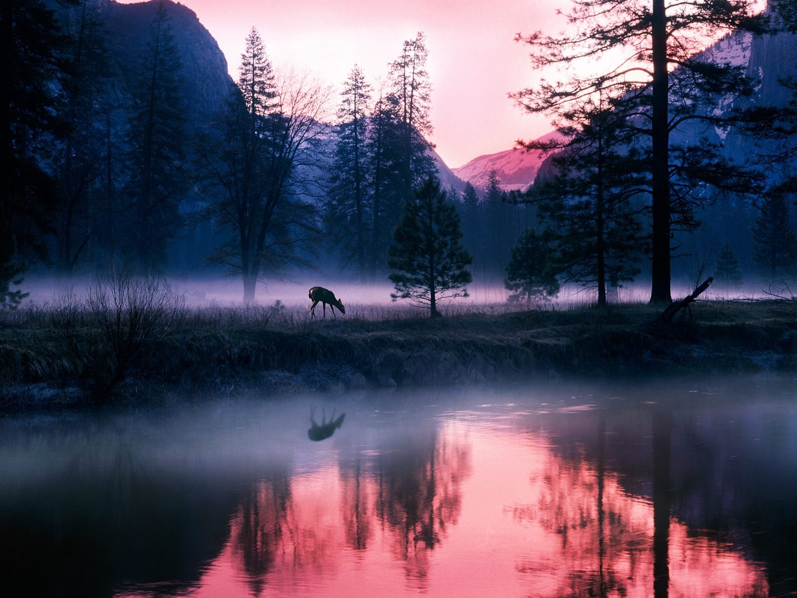 A tranquil mountain landscape at dawn, featuring a deer by a misty river, surrounded by tall trees and reflective waters in vibrant colors. An enticing HD nature wallpaper.