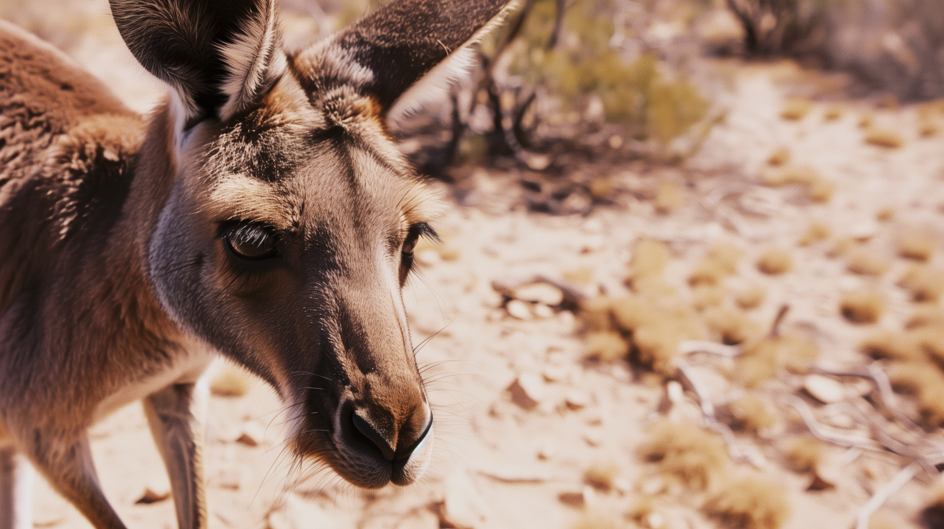 HD wallpaper featuring a close-up of a kangaroo in its natural desert habitat.