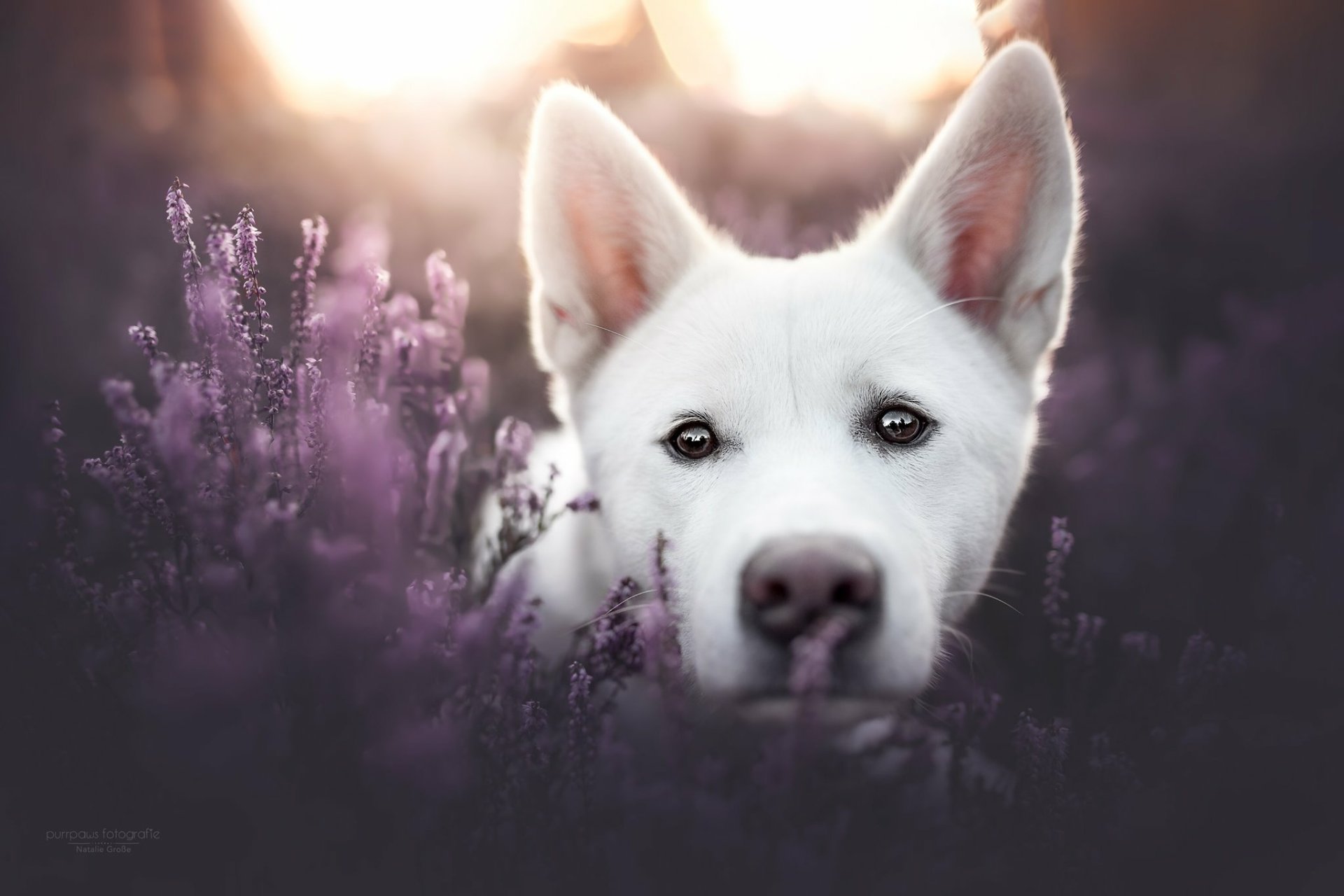 Download Swiss Shepherd HD Wallpaper