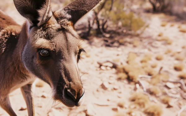 HD wallpaper featuring a close-up of a kangaroo in its natural desert habitat.