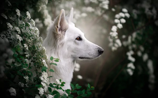 swiss shepherd HD Desktop Wallpaper | Background Image