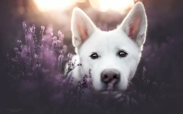 swiss shepherd HD Desktop Wallpaper | Background Image