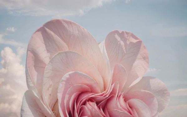 Pink aesthetic rose with clouds HD wallpaper for Windows 11 desktop background.