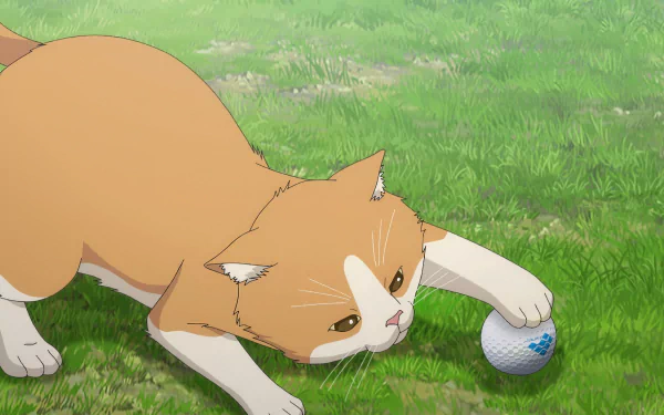 A playful orange cat rolls a golf ball on green grass in this vibrant HD desktop wallpaper inspired by the anime Oi! Tonbo.