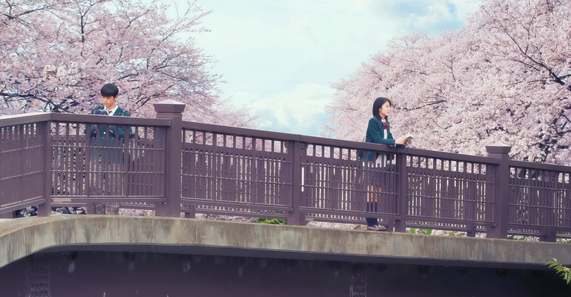 A serene HD wallpaper from I Want To Eat Your Pancreas featuring Haruki Shiga and Sakura Yamauchi on a bridge amidst blooming cherry blossoms.