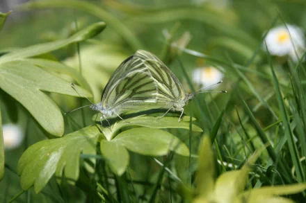 Close-up HD desktop wallpaper of a striped moth resting on green grass and leaves, showcasing natural animal details in a vibrant outdoor setting.