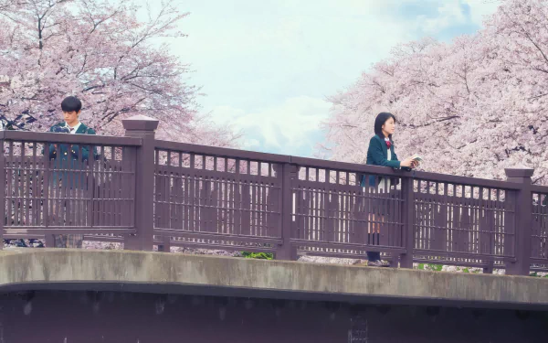A serene HD wallpaper from I Want To Eat Your Pancreas featuring Haruki Shiga and Sakura Yamauchi on a bridge amidst blooming cherry blossoms.