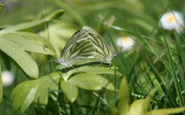 Close-up HD desktop wallpaper of a striped moth resting on green grass and leaves, showcasing natural animal details in a vibrant outdoor setting.