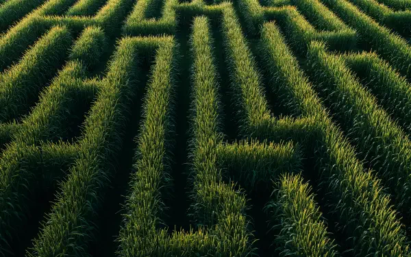 Aerial view of a lush green corn maze, showcasing intricate paths and tall stalks, creating a dynamic pattern. This image serves as a 4K Ultra HD desktop wallpaper and background.
