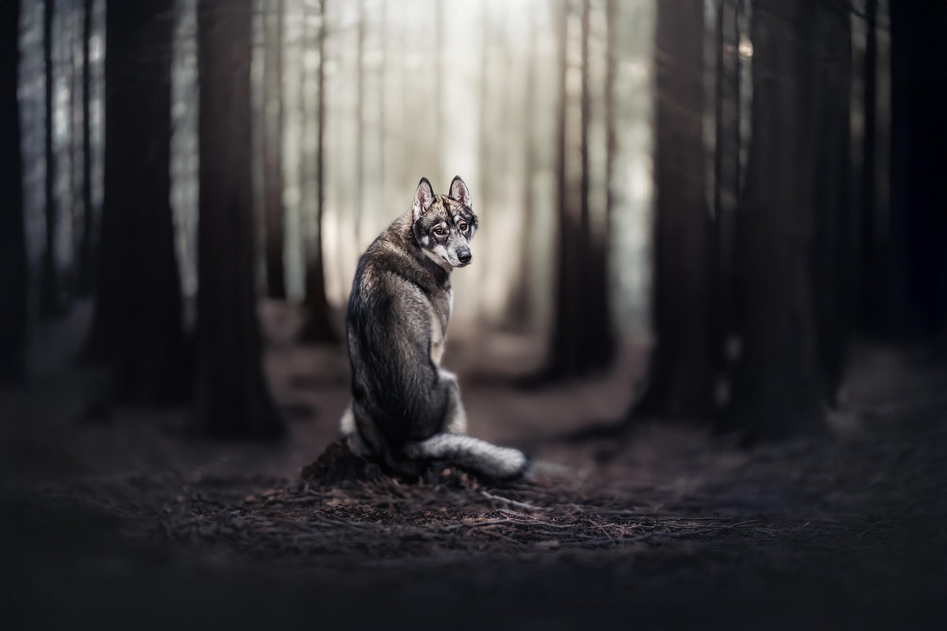 Download Animal Dog HD Wallpaper | 2048x1365 | Wallpaper Abyss