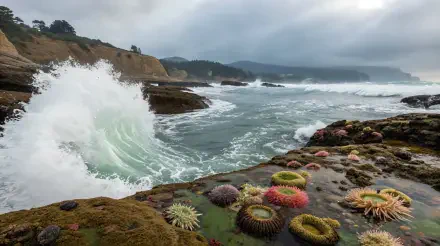 A vibrant tide pool scene features colorful sea anemones and starfish along the rocky shore, with waves crashing in the background under a dramatic sky, captured in stunning 4K Ultra HD.
