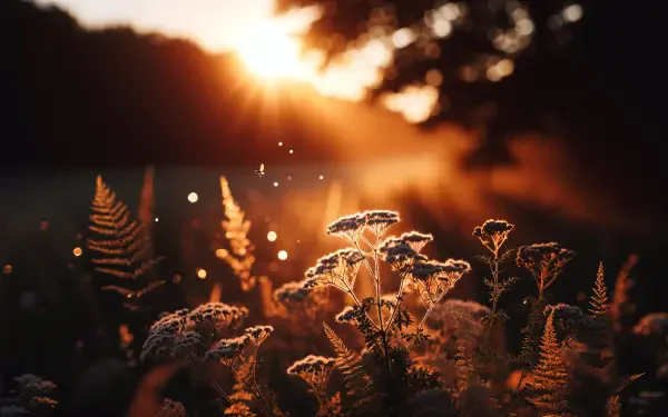 A stunning 4K Ultra HD wallpaper featuring delicate flowers illuminated by the golden light of sunrise, creating a serene and enchanting natural scene.