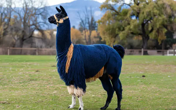 A vibrant llama stands in a grassy field, showcasing a striking blue and cream coat, set against a backdrop of mountains and trees. This 4K Ultra HD wallpaper captures its majestic presence.