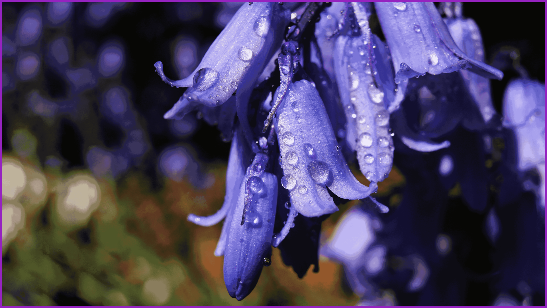 Download Flower Macro 4k Ultra HD Wallpaper