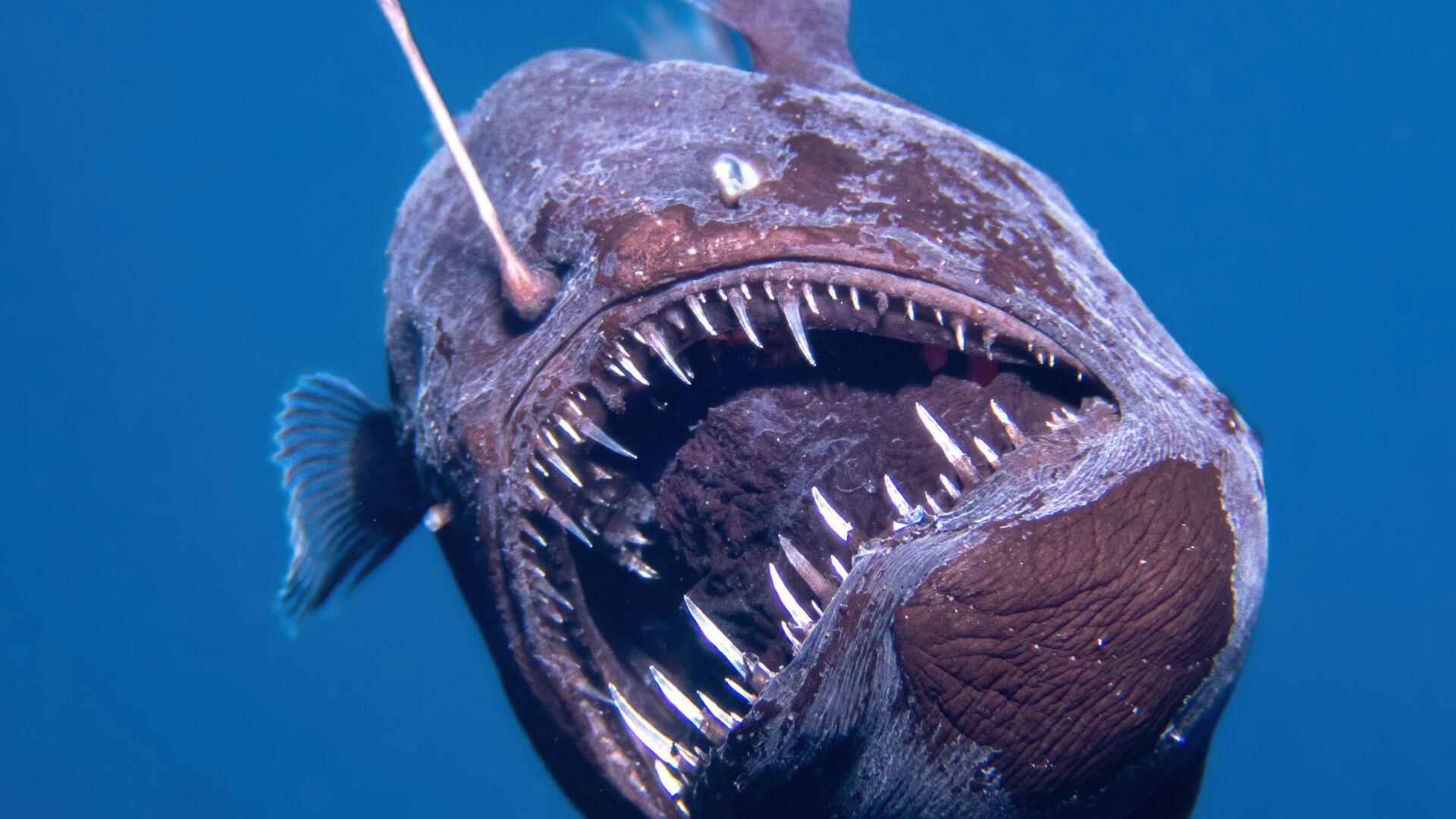 Close-up HD desktop wallpaper of a black seadevil showcasing its sharp teeth and bioluminescent lure against a deep blue ocean background.