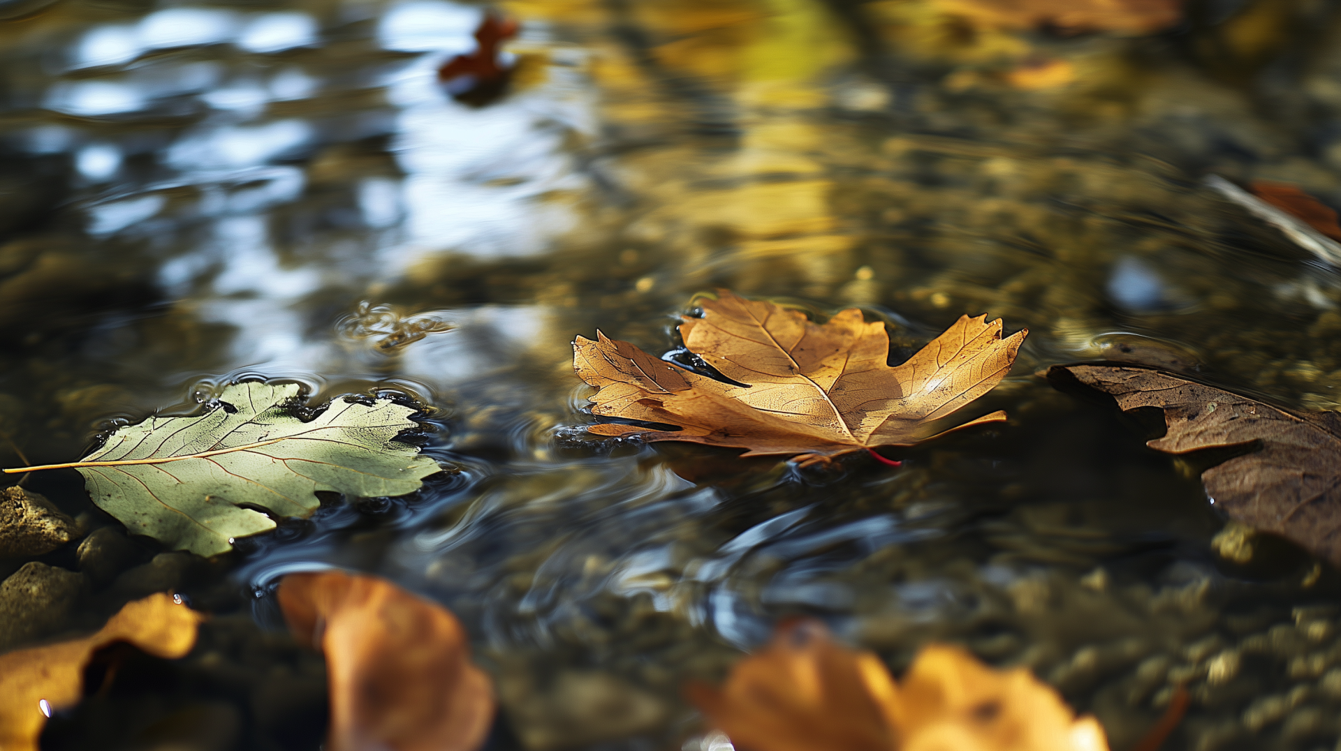 HD desktop wallpaper displaying vibrant fall leaves floating on a lake with reflections creating a serene autumn scene.