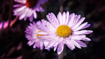 flower macro HD Desktop Wallpaper | Background Image