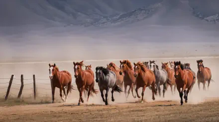 A 4K Ultra HD PC desktop wallpaper capturing a dynamic stampede of horses running across an open plain with mountains in the background.