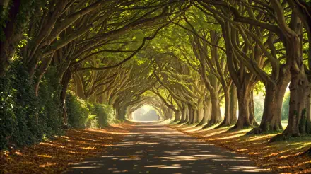 A stunning 4K Ultra HD desktop wallpaper featuring a serene tree tunnel with sunlight filtering through lush green leaves along a quiet pathway.