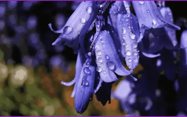 flower macro HD Desktop Wallpaper | Background Image