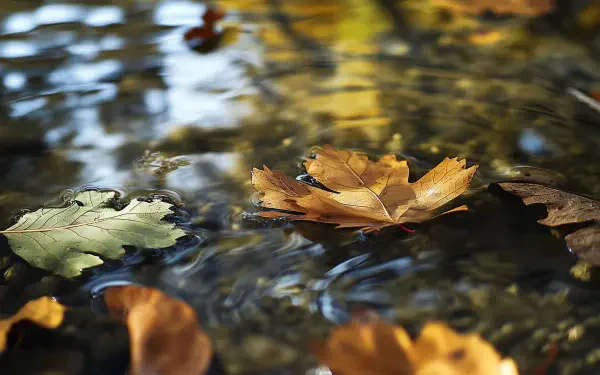 fall leaves reflection lake HD Desktop Wallpaper | Background Image