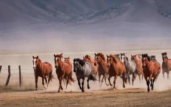 A 4K Ultra HD PC desktop wallpaper capturing a dynamic stampede of horses running across an open plain with mountains in the background.