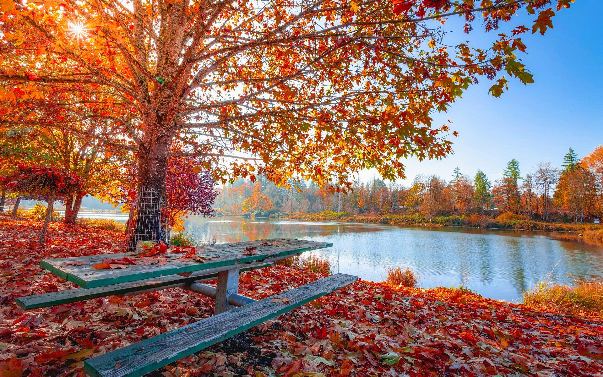 HD PC desktop wallpaper: fall nature landscape with a wooden picnic table under orange autumn leaves, red leaf carpet by a calm lake.