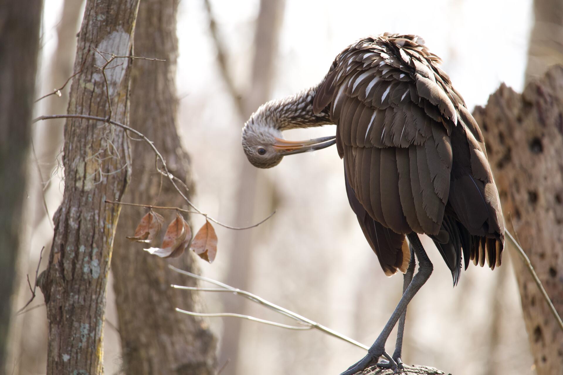 Brown limpkin perched in bare trees, preening its neck — a serene nature animal wildlife scene rendered as 5K Ultra HD PC desktop wallpaper and background.
