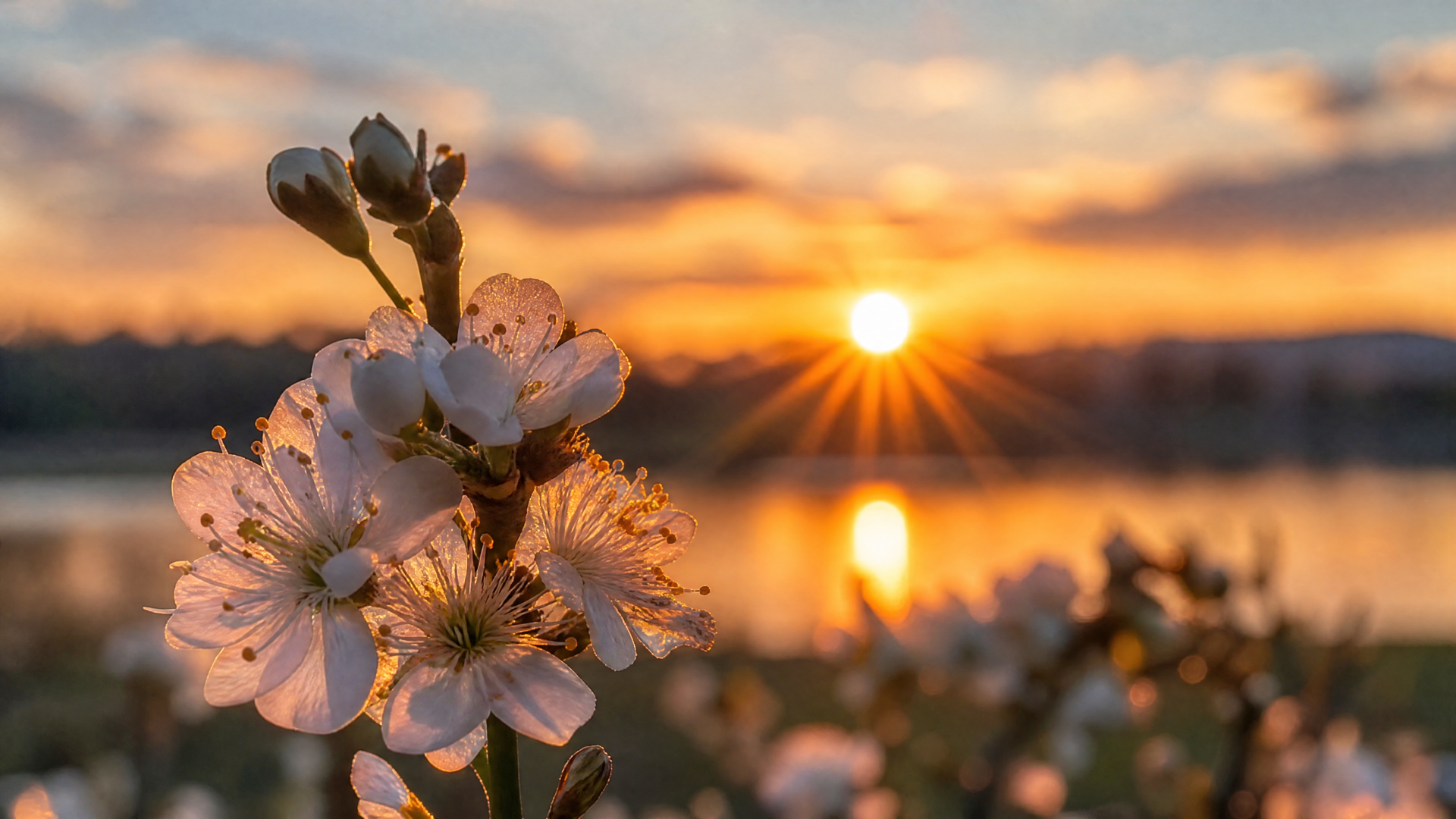 4K Ultra HD PC desktop wallpaper: spring blossoms in sharp focus with a golden sunset sunburst reflecting over a tranquil lake.