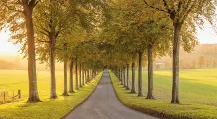 4K Ultra HD PC desktop wallpaper/background: tree-lined nature path in autumn, golden leaves and soft morning light.