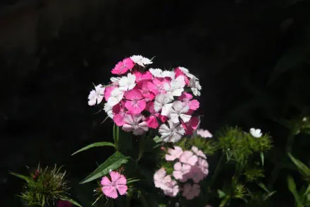 Close-up of pink and white petals on a clustered garden flower against a dark backdrop — 4K Ultra HD PC desktop wallpaper.