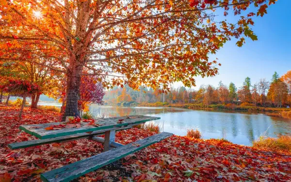 HD PC desktop wallpaper: fall nature landscape with a wooden picnic table under orange autumn leaves, red leaf carpet by a calm lake.