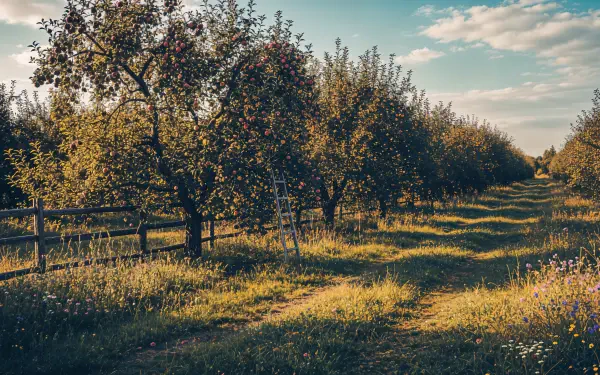 Golden-hour apple orchard with rows of fruit trees, a grassy lane and wildflowers — 4K Ultra HD PC desktop wallpaper and background.