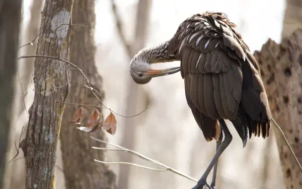 Brown limpkin perched in bare trees, preening its neck — a serene nature animal wildlife scene rendered as 5K Ultra HD PC desktop wallpaper and background.