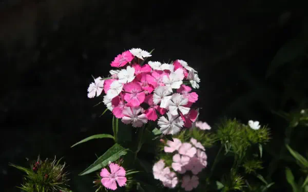 Close-up of pink and white petals on a clustered garden flower against a dark backdrop — 4K Ultra HD PC desktop wallpaper.