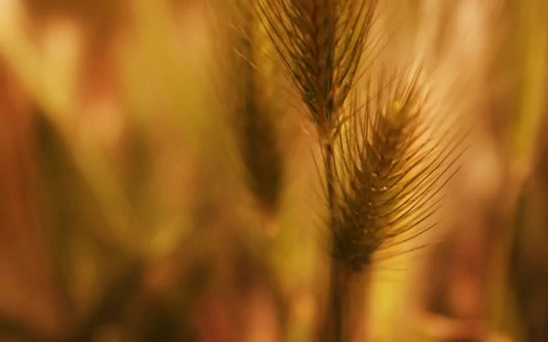  Feld
