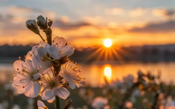 4K Ultra HD PC desktop wallpaper: spring blossoms in sharp focus with a golden sunset sunburst reflecting over a tranquil lake.