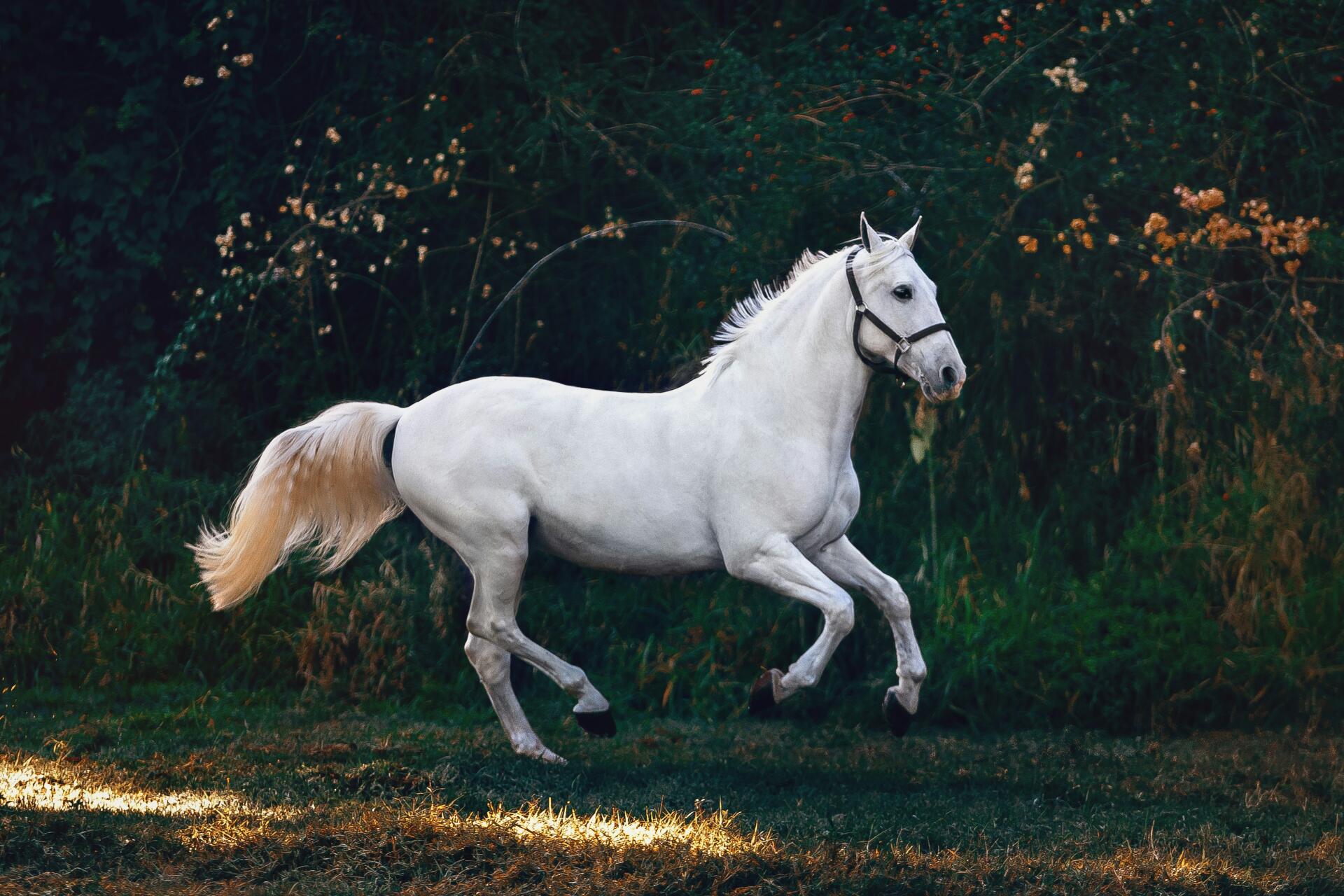 Weekend Equestrian: white horse galloping across a sunlit meadow — 4K Ultra HD PC desktop wallpaper/background.