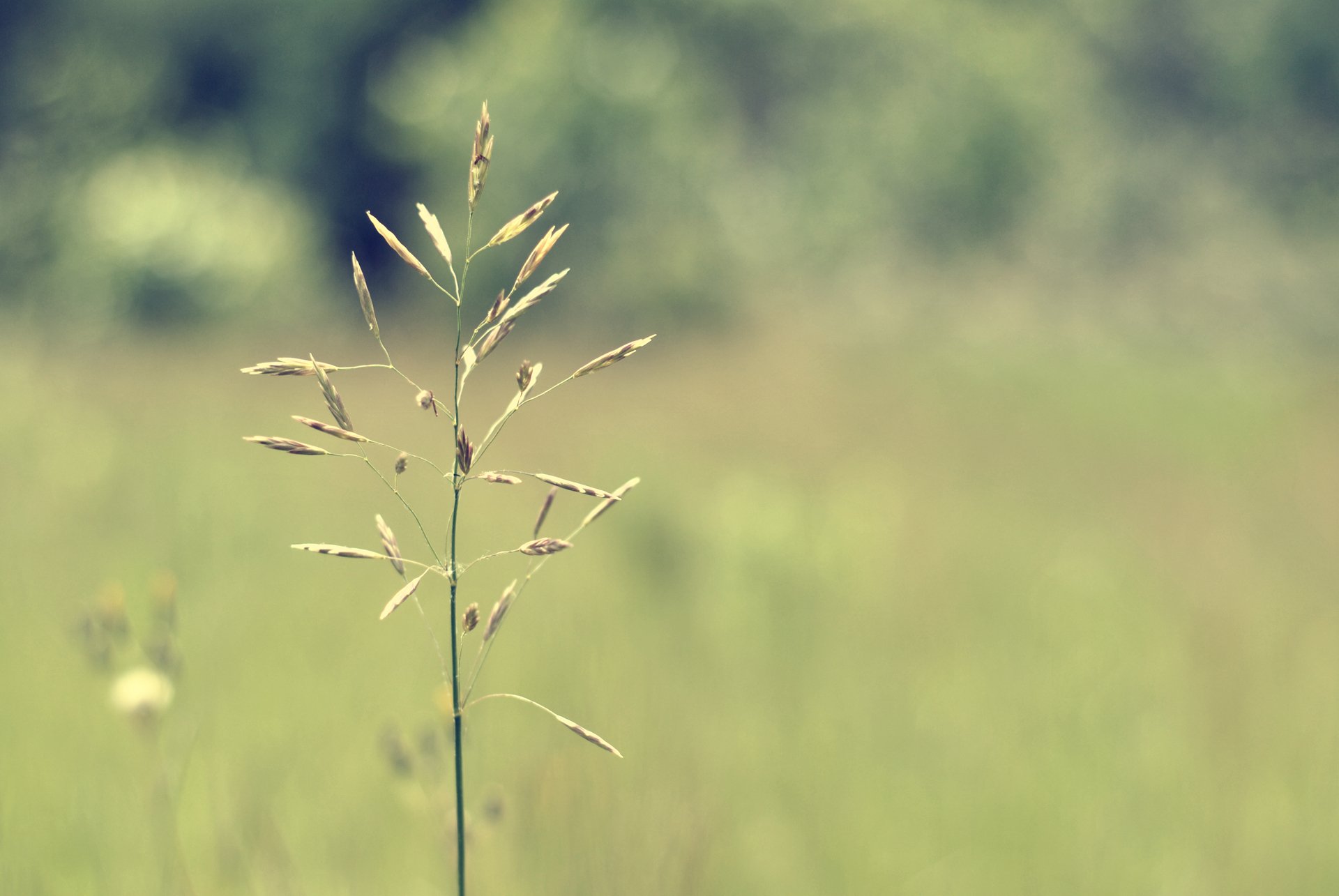 Download Nature Close-up Grass Plant Field HD Wallpaper by CodyWilliam