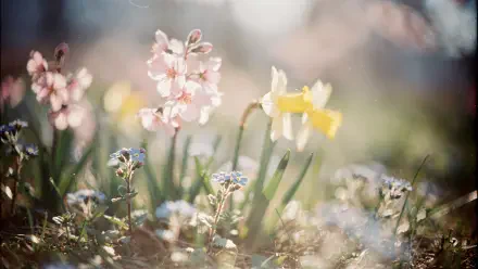 Sunlit spring flowers — pink blooms, a yellow daffodil and tiny blue wildflowers in soft focus. 4K Ultra HD PC desktop wallpaper and background.