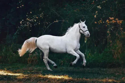 Weekend Equestrian: white horse galloping across a sunlit meadow — 4K Ultra HD PC desktop wallpaper/background.