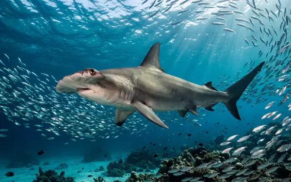 Hammerhead shark swimming over a coral reef amid a swirling school of fish, sunlit blue water — 5K Ultra HD PC desktop wallpaper/background.