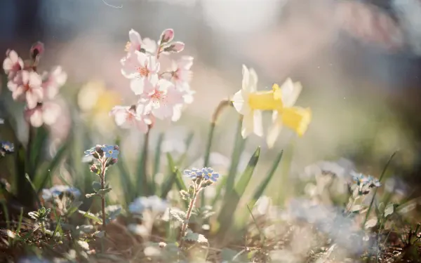 Sunlit spring flowers — pink blooms, a yellow daffodil and tiny blue wildflowers in soft focus. 4K Ultra HD PC desktop wallpaper and background.